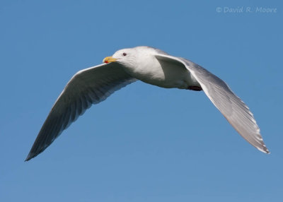 Glaucous-winged Gull