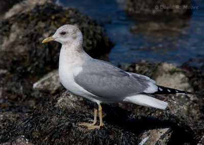 Mew Gull