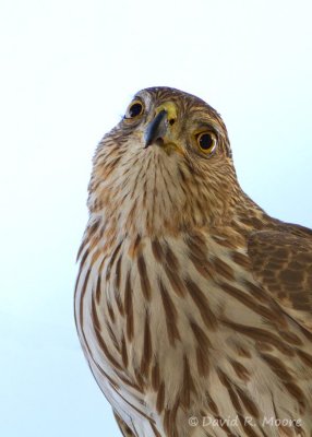 Sharp-shinned Hawk