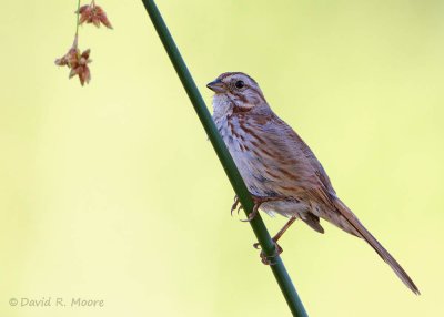 Song Sparrow