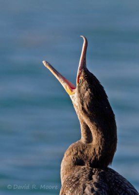 Neotropical Cormorant