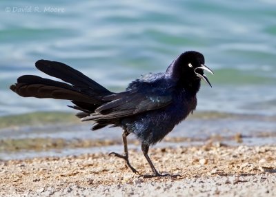 Great-tailed Grackle