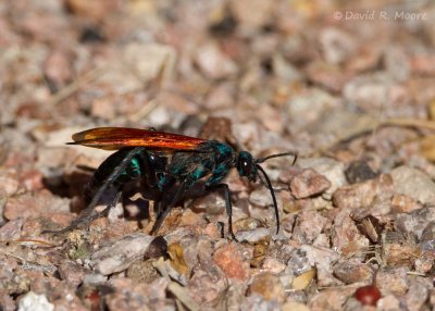 Tarantula Hawk, Pepsis sp.