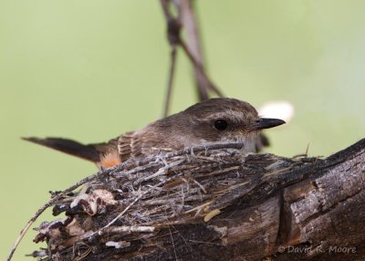 Vermilion Flycatcher