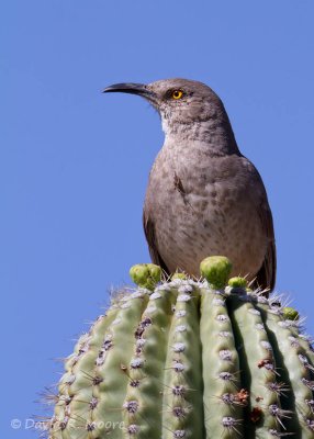 Curve-billed Thrasher