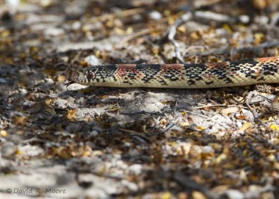 Long-nosed Snake