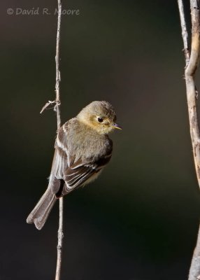 Buff-breasted Flycatcher