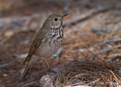 Hermit Thrush