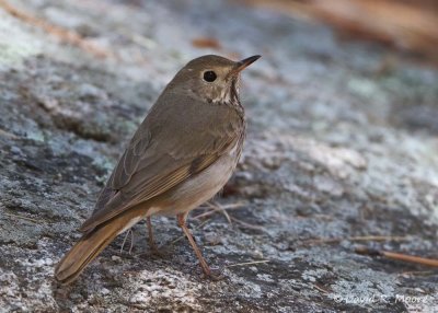 Hermit Thrush