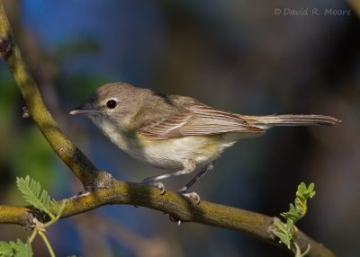 Bell's Vireo