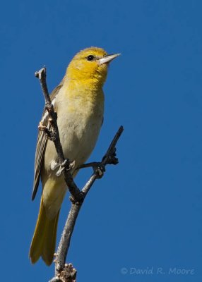 Bullock's Oriole