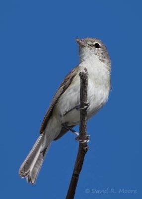 Bell's Vireo