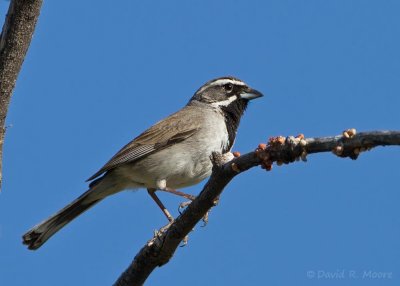 Black-throated Sparrow