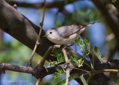 Lucy's Warbler