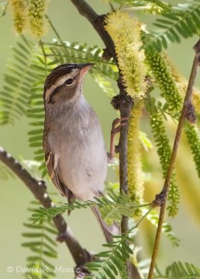 Chipping Sparrow