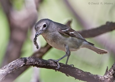 Plumbeous Vireo