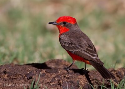 Vermilion Flycatcher