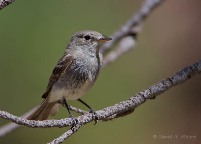 Gray Flycatcher (?)