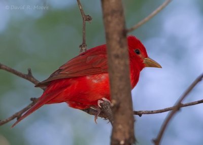 Summer Tanager