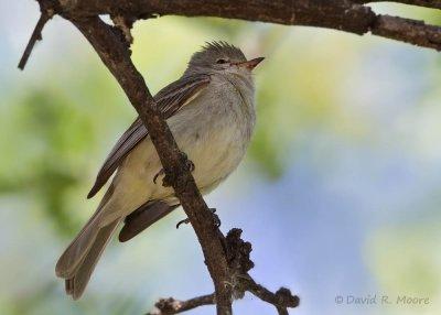 Northern Beardless-Tyrannulet