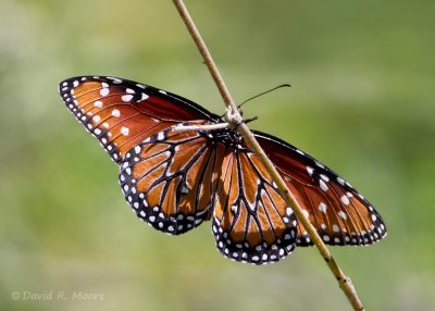 Monarch butterfly