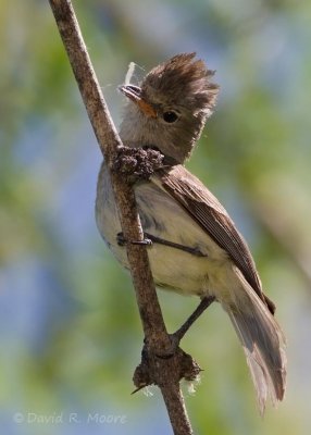 Northern Beardless-Tyrannulet