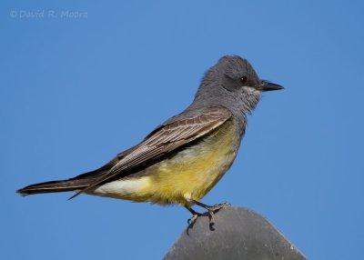 Cassin's Kingbird