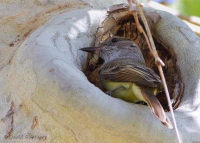 Dusky-capped Flycatcher