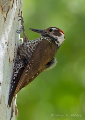 Arizona Woodpecker