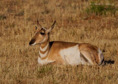 Pronghorn