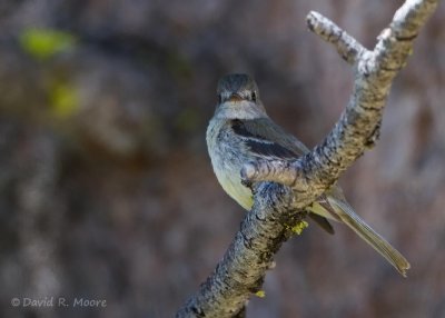 Dusky Flycatcher