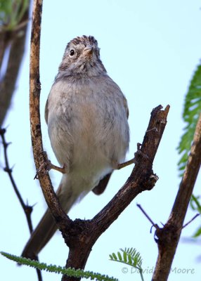 Brewer's Sparrow (?)