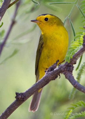 Wilson's Warbler