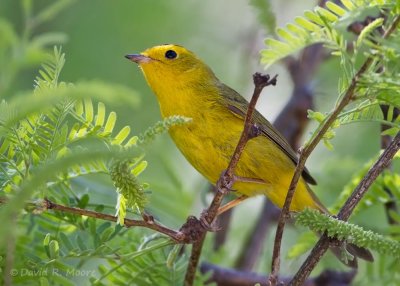 Wilson's Warbler