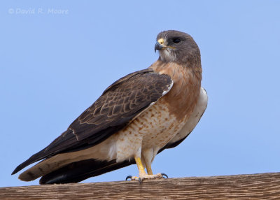 Swainson's Hawk