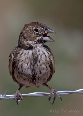 Lark Bunting