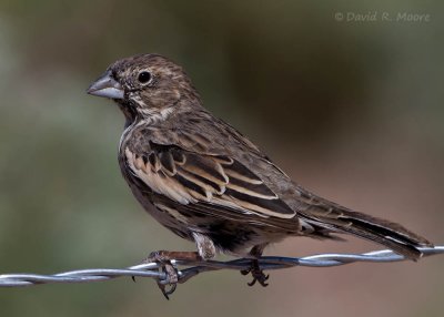 Lark Bunting