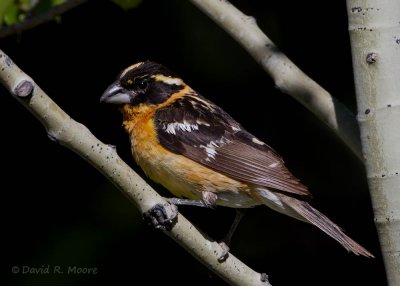 Black-headed Grosbeak