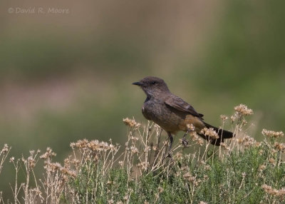 Say's Phoebe