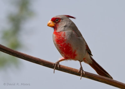 Pyrrhuloxia