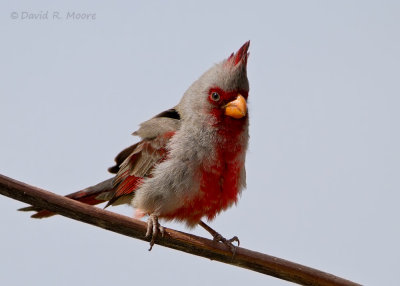 Pyrrhuloxia