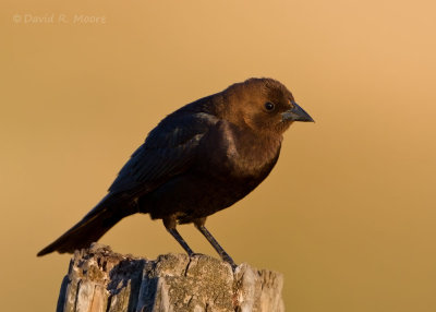 Brown-headed Cowbird, male