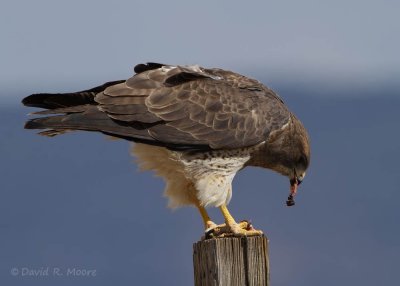 Swainson's Hawk