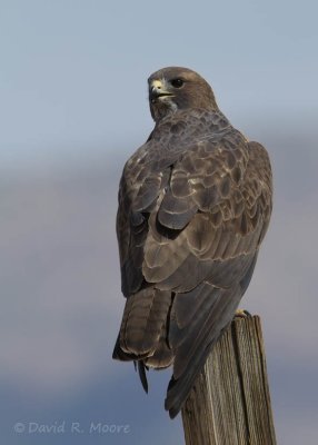 Swainson's Hawk