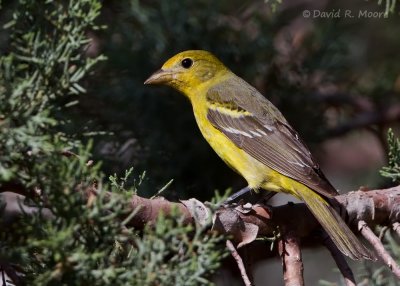 Western Tanager, female