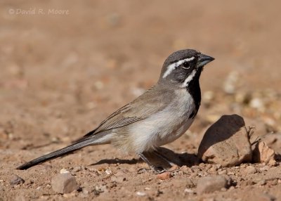 Black-throated Sparrow