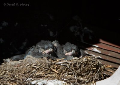 Steller's Jays, nestlings