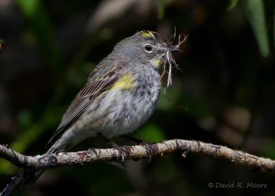 Yellow-rumped Warbler