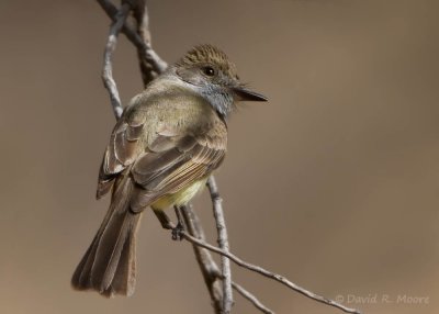 Dusky-capped Flycatcher