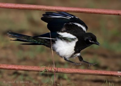 Black-billed Magpie, juvenile